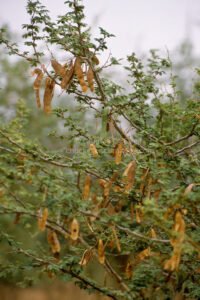 Gum Arabic (Acacia senegal)-image