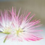 Dieting Plants: A Legacy of Tribal Healing Practices