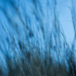Techniques for Accessing Lucid Dreaming: Dreaming Plants and Practical Advices