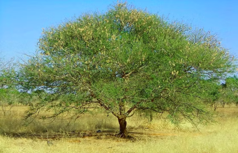 gum-arabic-tree