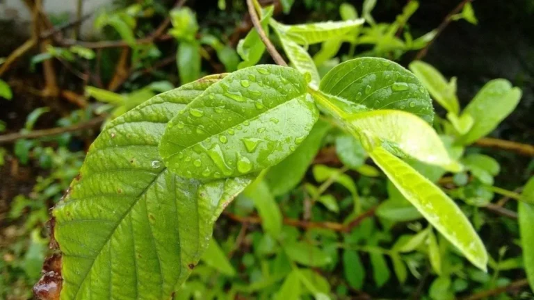 guayusa plant