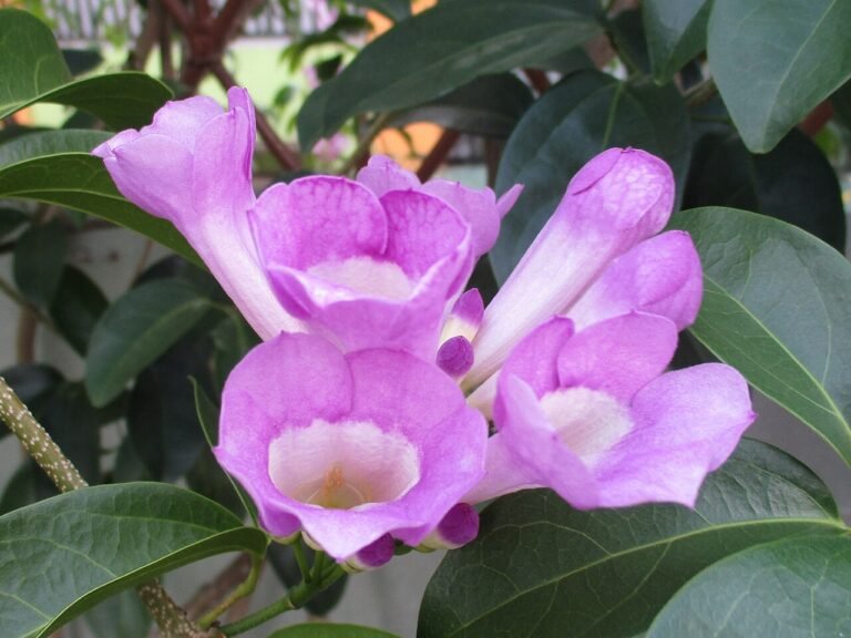 Ajo sacha (Mansoa alliacea) flower