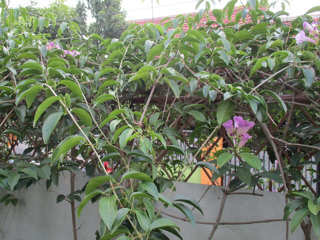 Ajo sacha vine in flower, purple fading to white