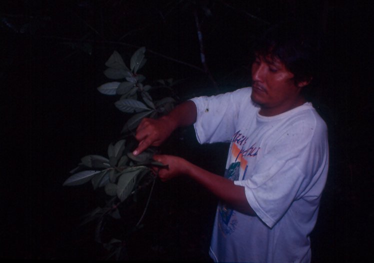 Harvesting ajo sacha in the Peruvian Amazon