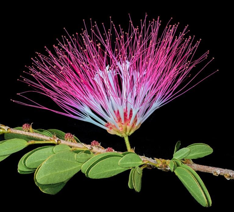 Bobinsana (Calliandra angustifolia) pink powderpuff flower
