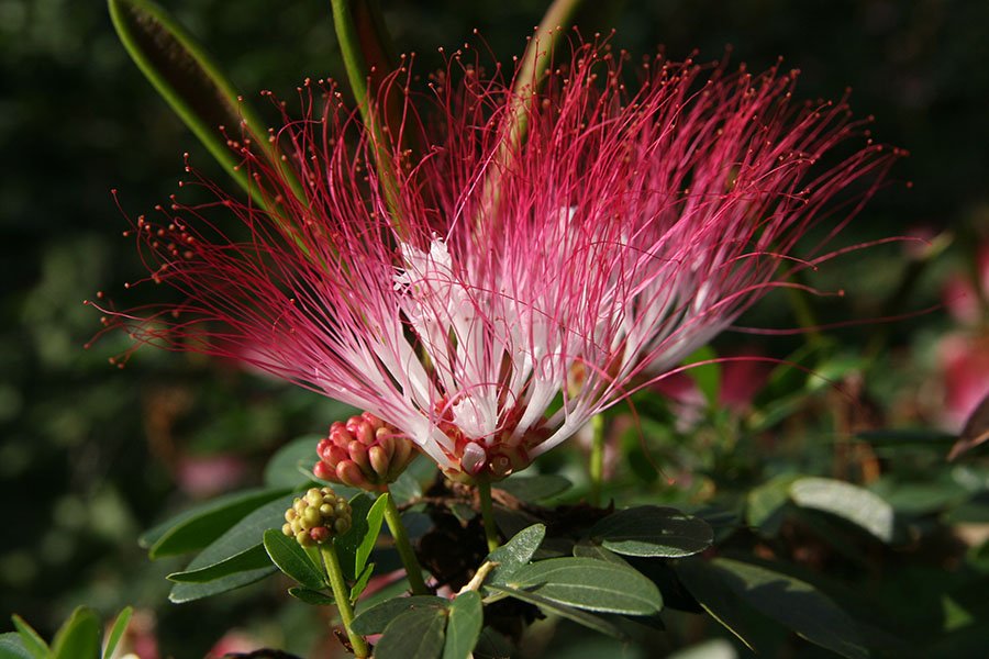 Bobinsana flower and feathery bipinnate leaves