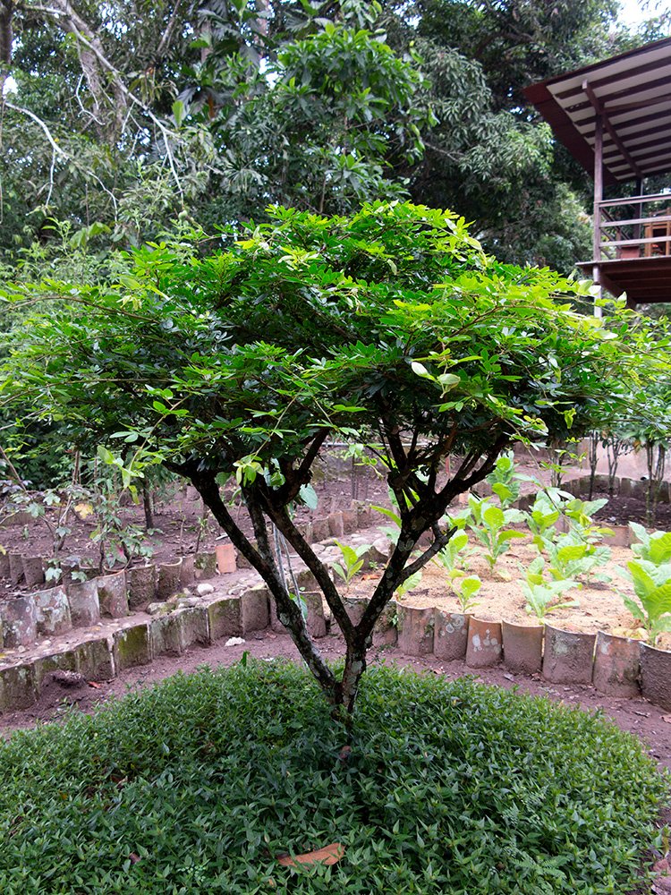 Bobinsana shrub growing at Takiwasi, Tarapoto, Peru