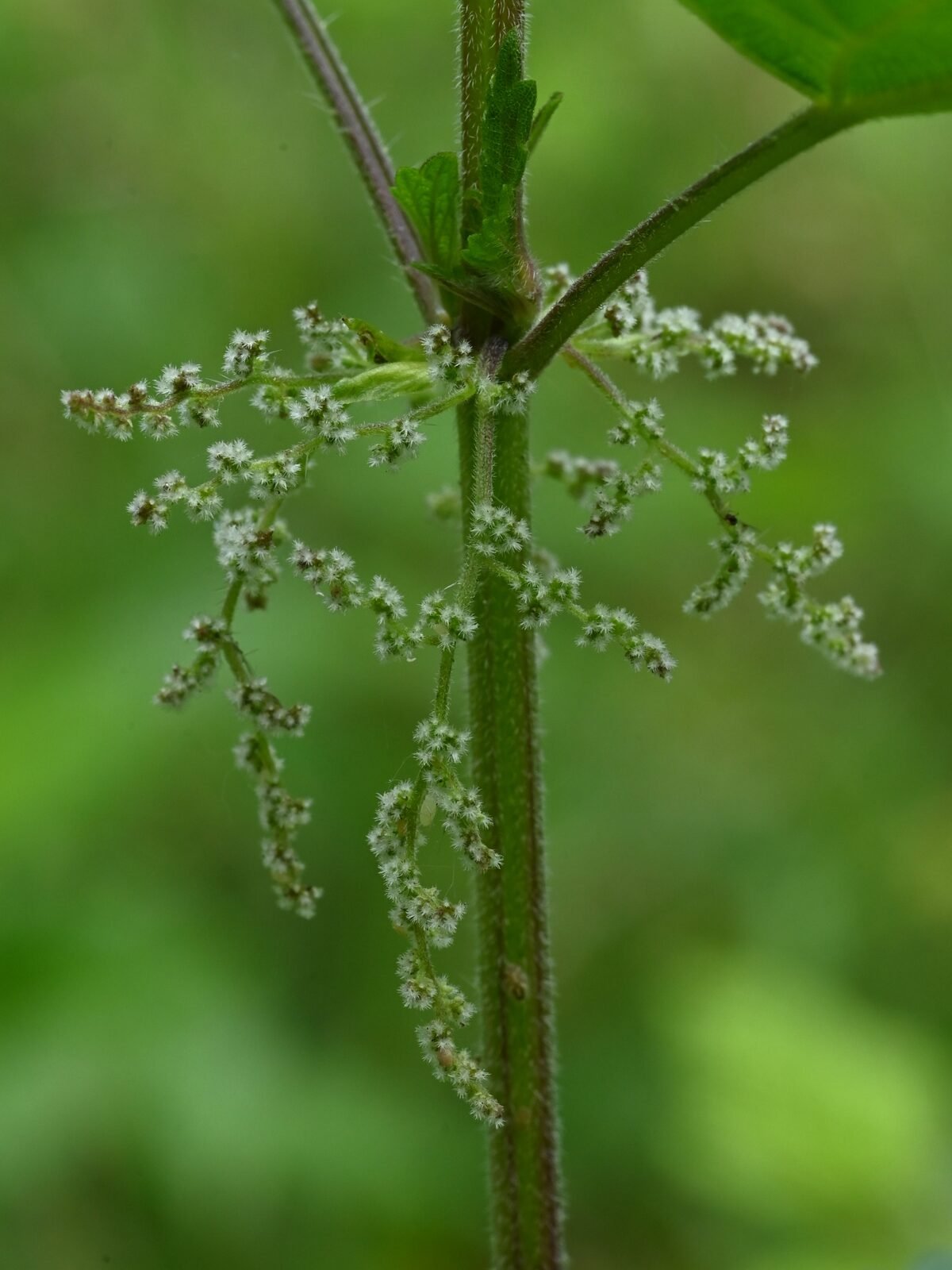Stinging nettle in flower, with hanging green clusters