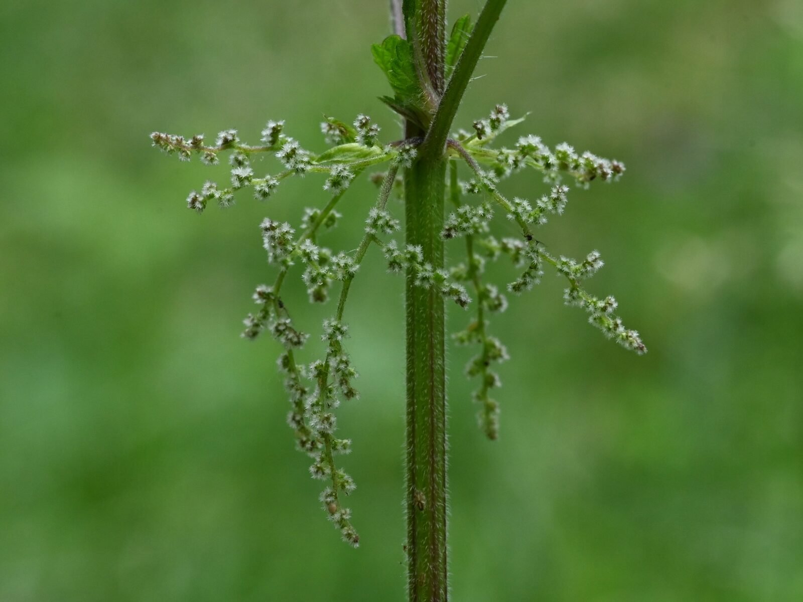 Toothed, heart-based nettle leaves covered in stinging hairs