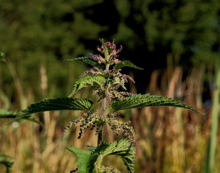 Stinging nettle (Urtica dioica) growing in a wild patch