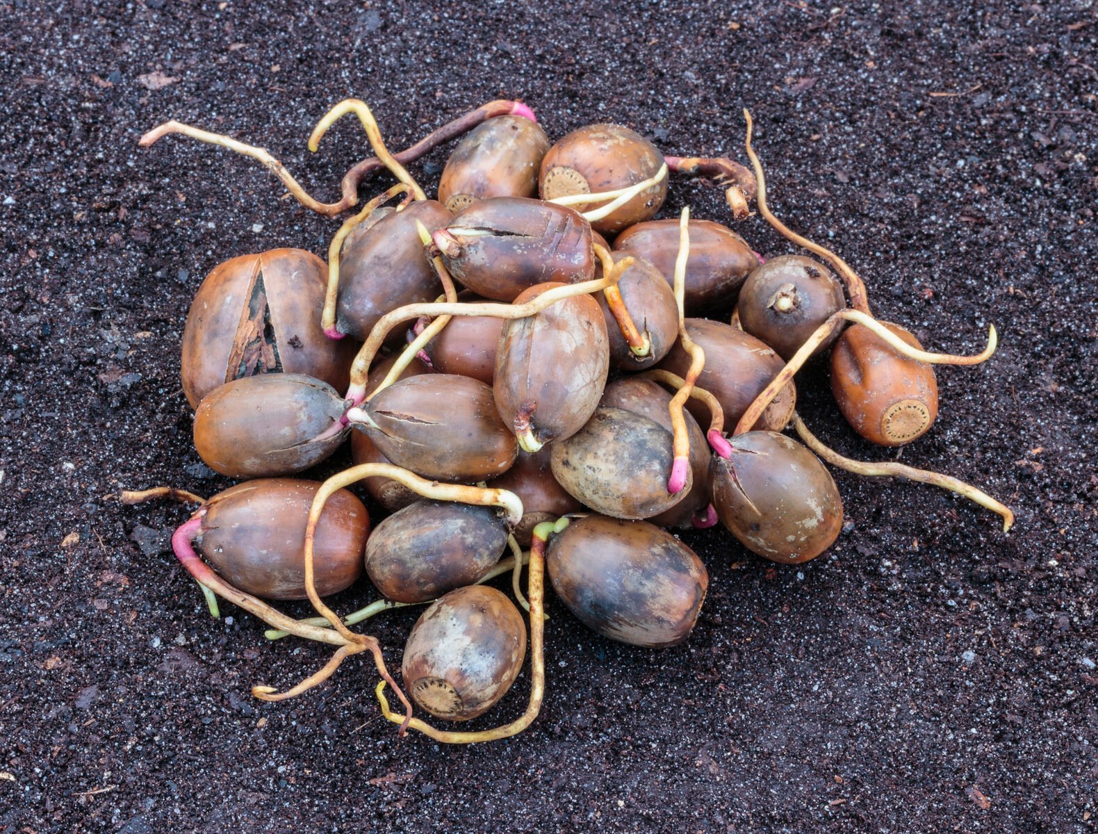 An acorn germinating, sending out its first root