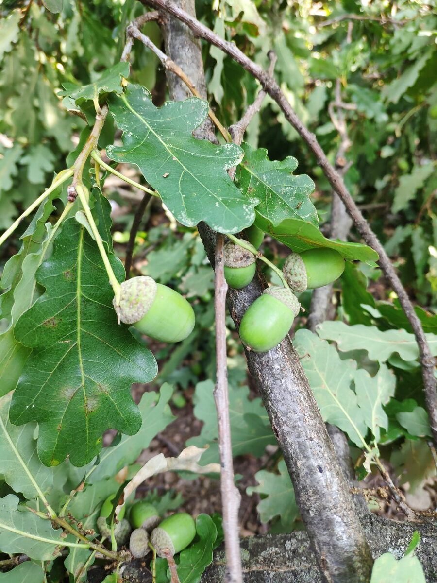 Lobed oak leaves and ripe acorns on long stalks