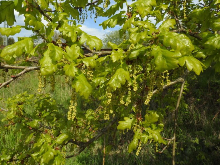 A mature pedunculate oak with a broad spreading crown